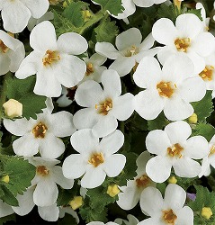 バコパ（ステラ）：スコーピア　ガリバーホワイト3号ポット