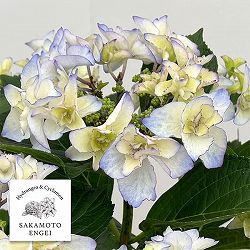 アジサイ：バロニー（ブルー）5号鉢植え