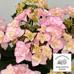 アジサイ：バロニー（ピンク）5号鉢植え