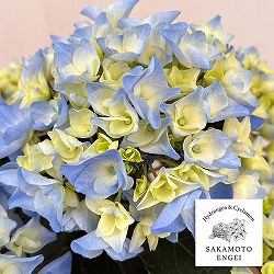 アジサイ：ペルル（ブルー）5号鉢植え