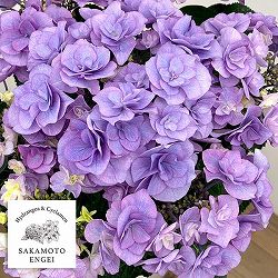 アジサイ：クレア（ブルー）5号鉢植え