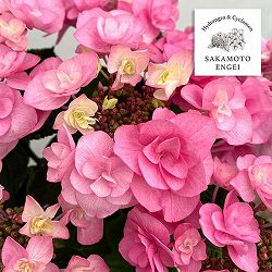 アジサイ：クレア（ピンク）5号鉢植え