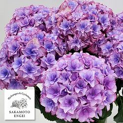 [春の鉢花予約]アジサイ：星のかけら（ブルー）5号鉢植え