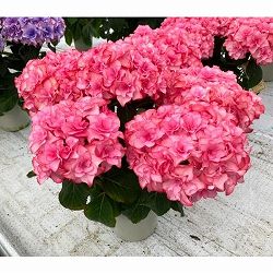 [春の鉢花予約]アジサイ：星のかけら（ピンク）5号鉢植え