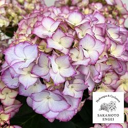 アジサイ：ポメロ（ブルー）5号鉢植え