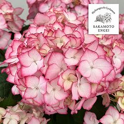 アジサイ：ポメロ（ピンク）5号鉢植え