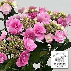 アジサイ：リリールー（ピンク）5号鉢植え