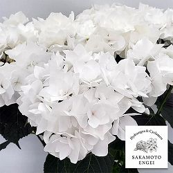 アジサイ：エレスノ（ホワイト）5号鉢植え