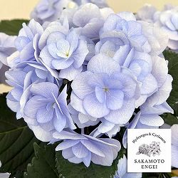 アジサイ：ノーブリア（ブルー）5号鉢植え