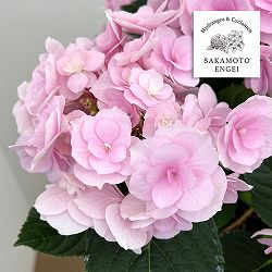 アジサイ：ノーブリア（ピンク）5号鉢植え