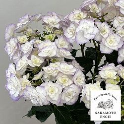 アジサイ：光雲（ブルー）5号鉢植え