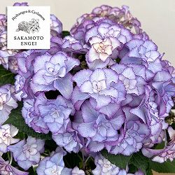 アジサイ：フローレンス（ブルー）5号鉢植え