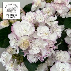 アジサイ：イリス（ブルー）5号鉢植え