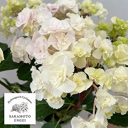 アジサイ：モンテ（ピンク）5号鉢植え