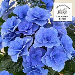 アジサイ：ポージィブーケ　ケーシィ（ブルー）5号鉢植え