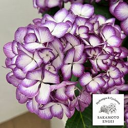 アジサイ：ジャパーニュ　ミカコ（ブルー）5号鉢植え