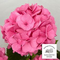 アジサイ：ピンクダイヤモンド（ピンク）5号鉢植え