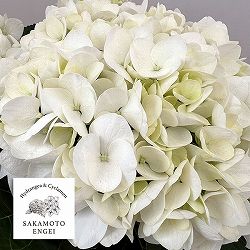 アジサイ：ホワイトダイヤモンド（ホワイト）5号鉢植え