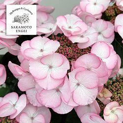 アジサイ：空色のしずく（ピンク）5号鉢植え