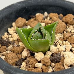 アガベ：アビーブロック（超巾広笹の雪）　3号鉢植え