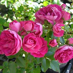 [25年11月中下旬予約]ミニバラ：ピンク・グリーン・アイス大苗