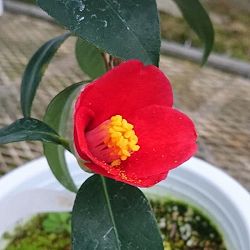 ツバキ（椿）：対馬の娘 （つしまのむすめ）6号鉢植え