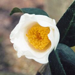 ツバキ（椿）：白嶺（はくれい） 6号鉢植え