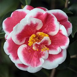 ツバキ（椿）：友の浦 6号鉢植え