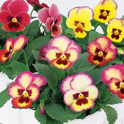 パンジー：よく咲くスミレ　アップルソーダ3～3.5号ポット