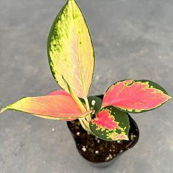 園芸ネット本店｜アグラオネマ：ナイトスパークル 2.5号ポット の通販