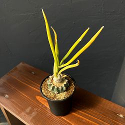 アストロフィツム：カプトメデューサ　斑入り 3号鉢植え