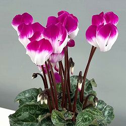 シクラメン：インディアカ　パープル3号ポット（北海道産充実株）