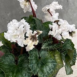 シクラメン：スワン　ストライプ3号ポット