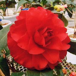 ツバキ（椿）：さつま紅6号鉢植え