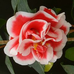 ツバキ（椿）：玉ありあけ6号鉢植え