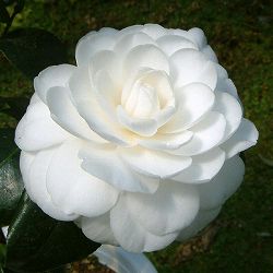 ツバキ（椿）：薩摩（さつま）6号鉢植え