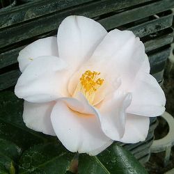 ツバキ（椿）：羽衣（はごろも）6号鉢植え