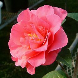 ツバキ（椿）：バリーヌーゼン6号鉢植え