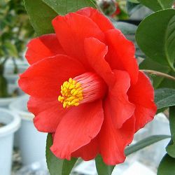 ツバキ（椿）：ファイヤーダンス6号鉢植え