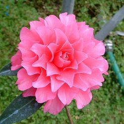 ツバキ（椿）：ピンクダリア6号鉢植え