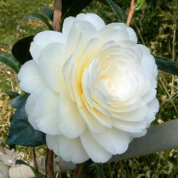 [26年2月中下旬予約]ツバキ（椿）：ダローネガ5号鉢植え