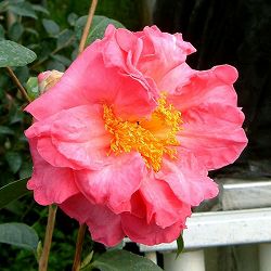 ツバキ（椿）：ロイスシナート6号鉢植え