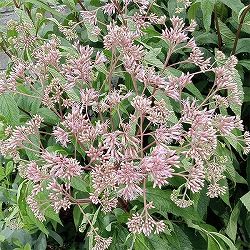 ユーパトリウム：マスク3.5号ポット