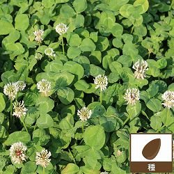 マメ科牧草：白クローバー：ボンバス 500g[シロツメグサ飼料用大葉種　タネ・放牧地の混播]