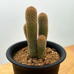 サボテン：エピテランサ　ポリセファラ　2.5号鉢植え
