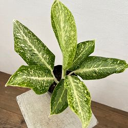 アグラオネマ：パランサップ　4.5号鉢植え