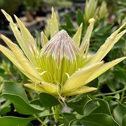 プロテア：スパイキーホワイト　5号鉢植え*