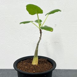 ウンカリーナ：ルーズリアナ 3号鉢植え
