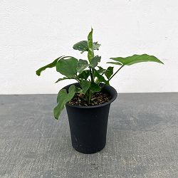 シンゴニウム：パンダ　3号鉢植え