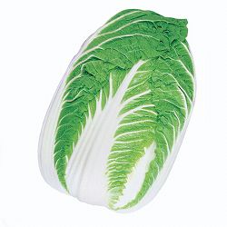 [送料無料]ハクサイ（白菜）：金将二号(R)苗2.5号ポット40株セット